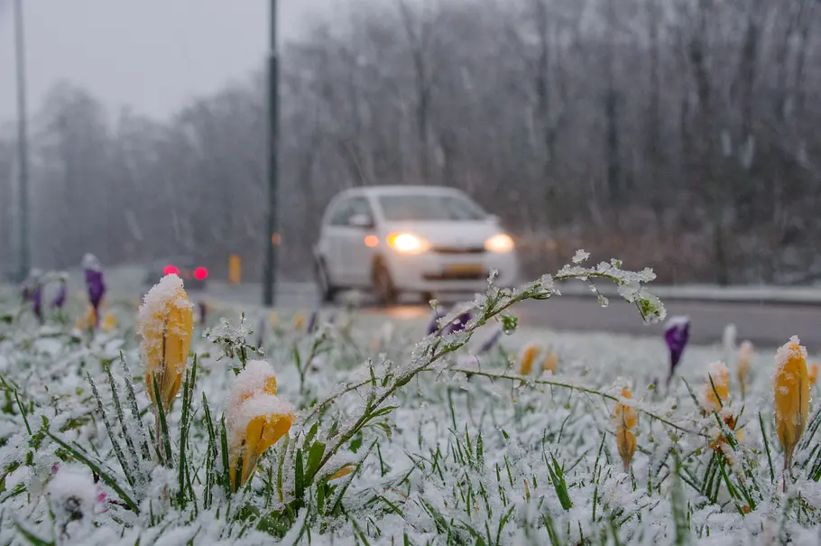 Symbolbild für Schnee im Frühling: Krokusse mit Schnee bedeckt