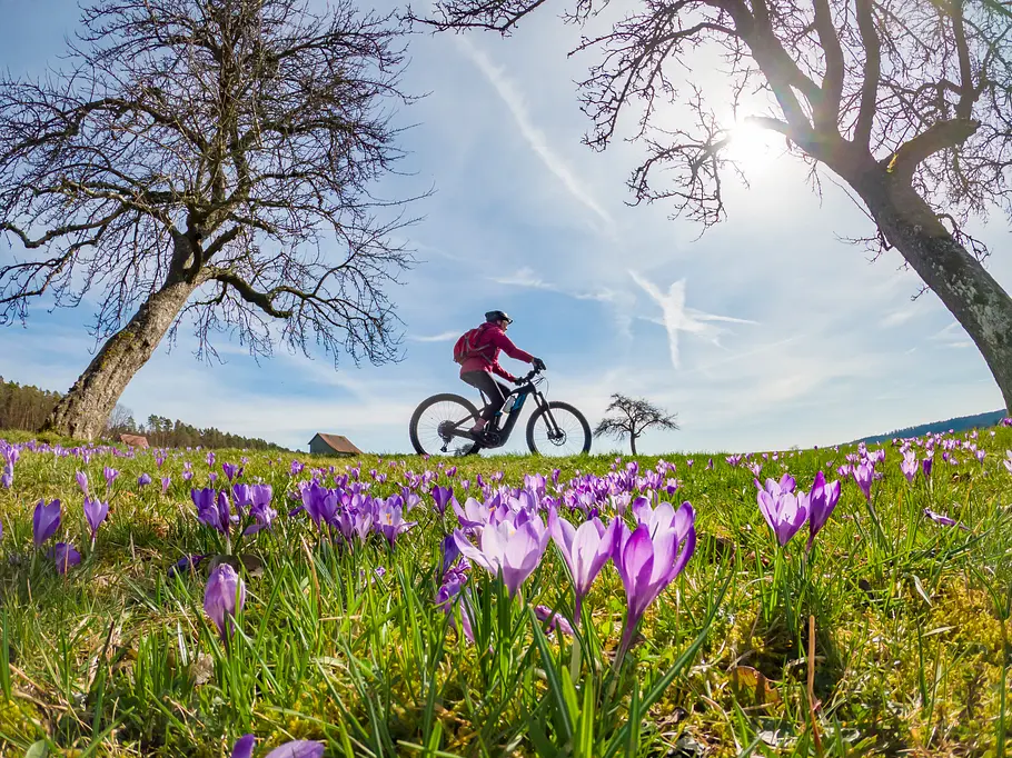 Blumenwiese mit Frühlingsblumen und Sonnenschein: Sommerliche Temperaturen zu Ostern?