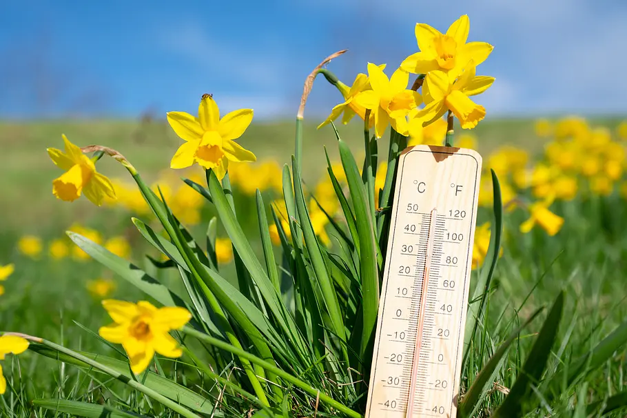 Osterwetter Symbolbild für Wetter an Ostern: Thermometer mit Narzissen auf einer grünen Wiese mit blauem Himmel