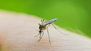 Mücke sticht Mensch in die Haut - Foto: iiievgeniy / iStock