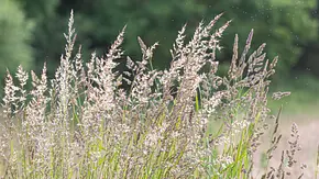Wiese mit Gräsern und Pollenflug - Foto: iStock/ Vals World Wiese mit Gräsern und Pollenflug - Foto: iStock/ Vals World