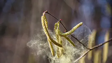 Pollenflug-Alarm von Birken: Birkenblüte verteilt Pollen in der Luft - Foto: iStock/ MK-unterwegs Pollenflug-Alarm von Birken: Birkenblüte verteilt Pollen in der Luft - Foto: iStock/ MK-unterwegs