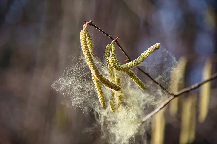 Pollenflug-Alarm von Birken: Birkenblüte verteilt Pollen in der Luft