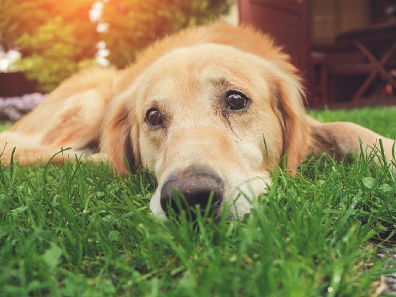 Nimm Dir jeden Tag ganz bewusst Zeit für Deinen Hund, damit Du nicht in seine traurigen Augen schauen musst.