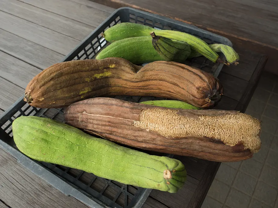 Luffa-Kürbis beim Trocknen Luffa-Kürbis beim Trocknen
