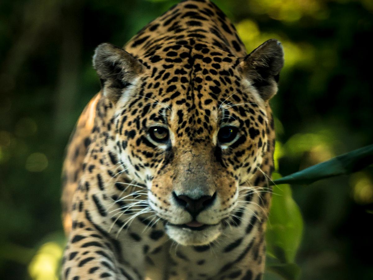 Wachs- und Bleigießen Bedeutung Raubkatze oder Jaguar