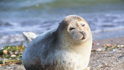 Robbe am Kaspischen Meer - Foto: Pro-syanov/iStock