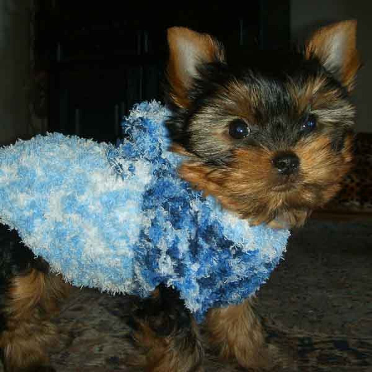 julchen yorkshire terrier