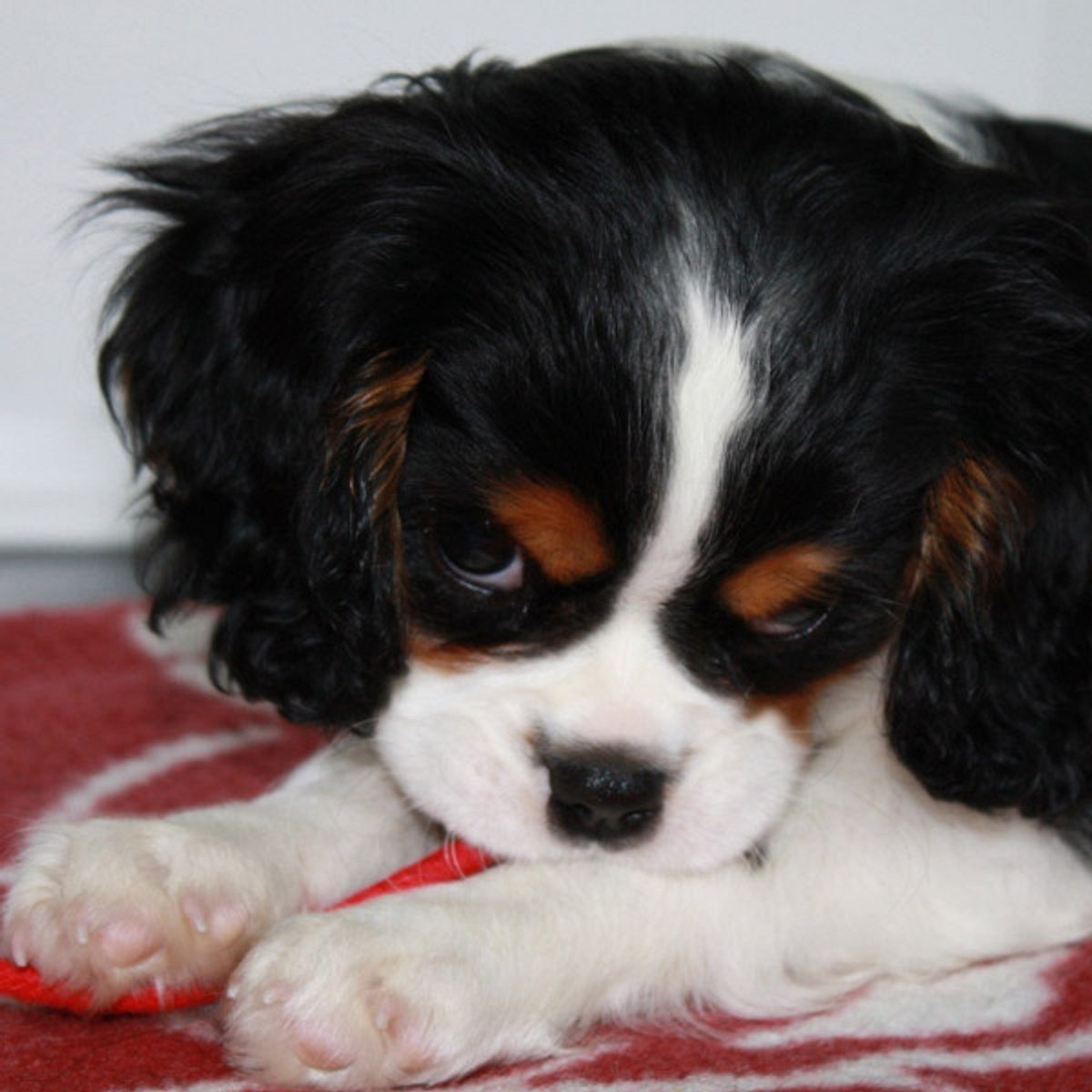 jule cavalier king charles spaniel