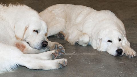 18 Kuvasz wurden ihren Besitzern weggenommen und ins Tierheim gebracht. - Foto: iStock