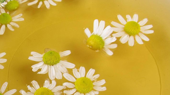 Kamillenblüten schwimmen im Kamillensud (Themenbild) - Foto: IMAGO / Panthermedia