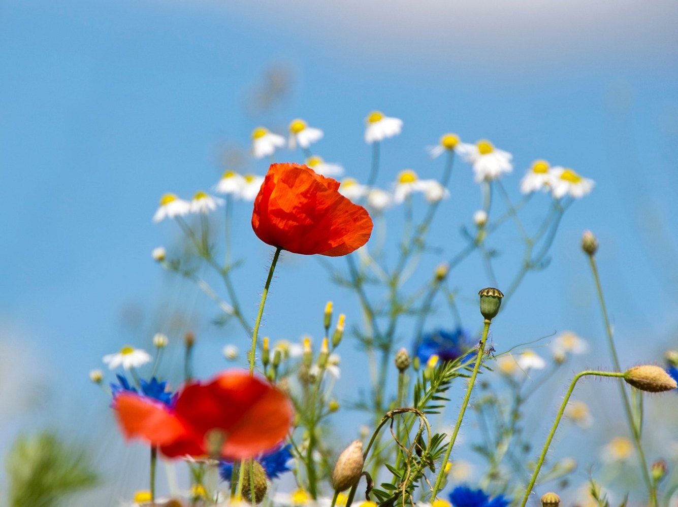 Echte Kamille wächst meist am Rand von Äckern - neben Mohn und Kornblumen