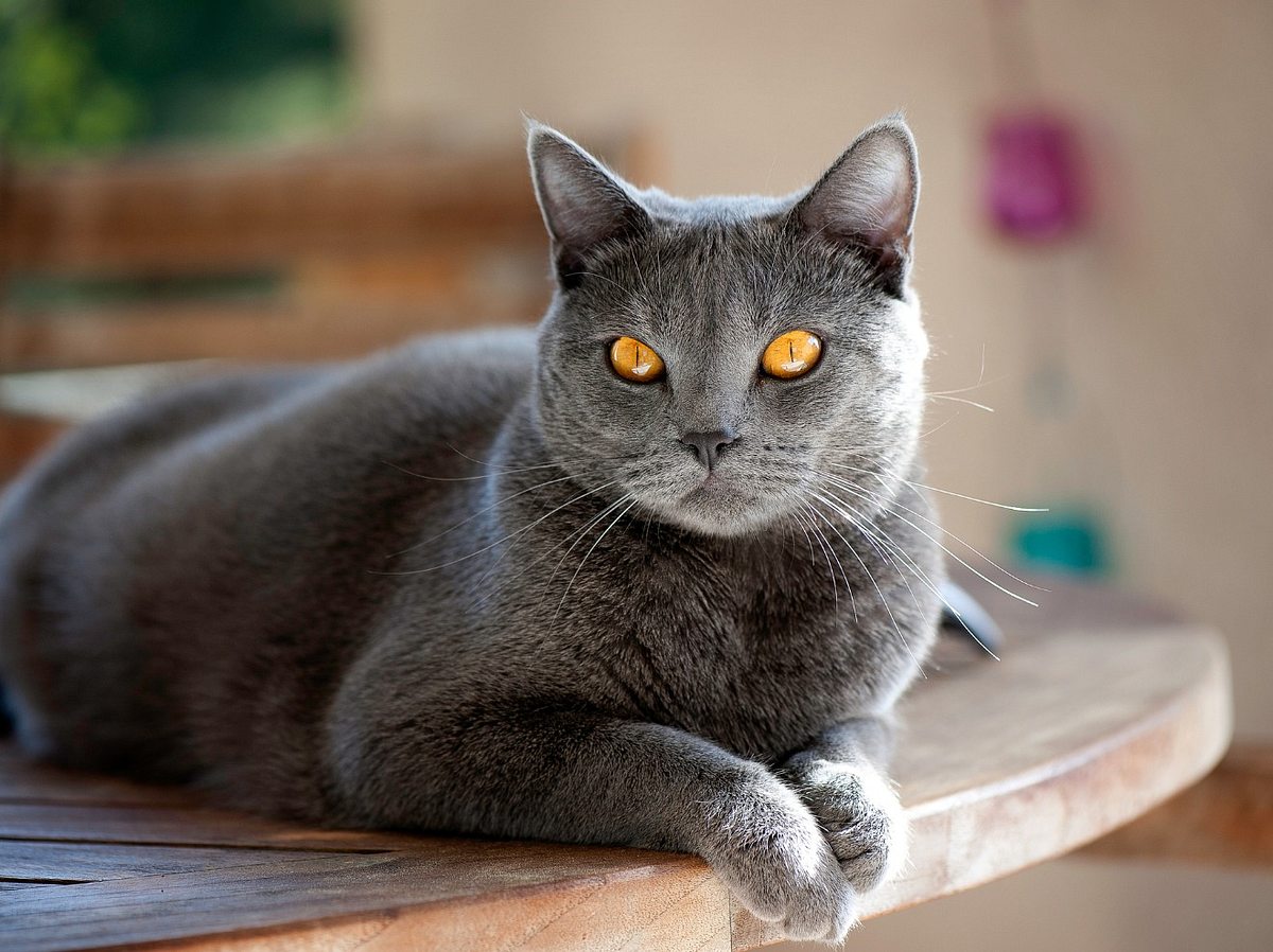 Karthäuser-Katzen gelten als sehr ruhige und liebe Tiere.