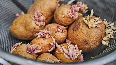 Vorsicht! Wenn Kartoffeln so aussehen, solltest du sie nicht mehr essen! - Foto: IMAGO / Martin Bäuml Fotodesign