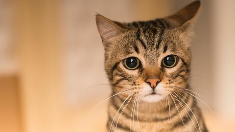 Besitzer können mit unbedachten Verhalten die Gefühle von Katzen verletzen. - Foto: AaronAmat/istock