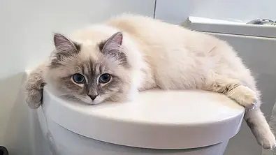 Manche Katzen folgen ihren Besitzern sogar bis aufs Klo. - Foto: IrenaV/istock