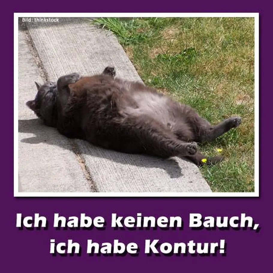 Toller Schnappschuss für einen Lacher katze bauch b
