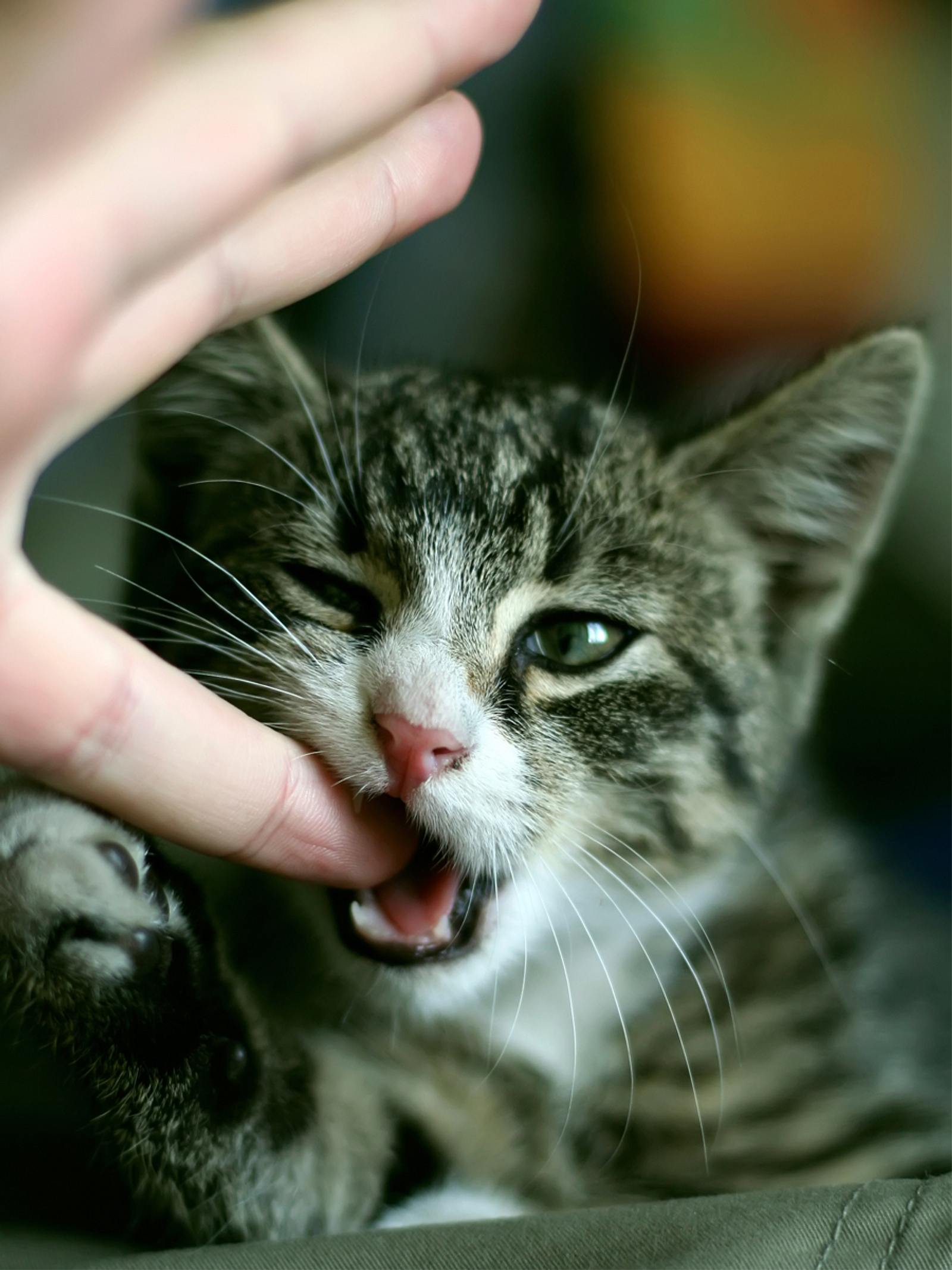 Котенок кусается. Biting kitty. Черный котенок. Кусачая кошка. Милые коты.
