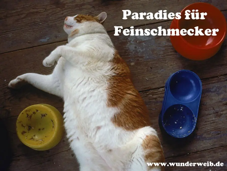WhatsApp-Bilder kostenlos verschicken katze dick und satt b