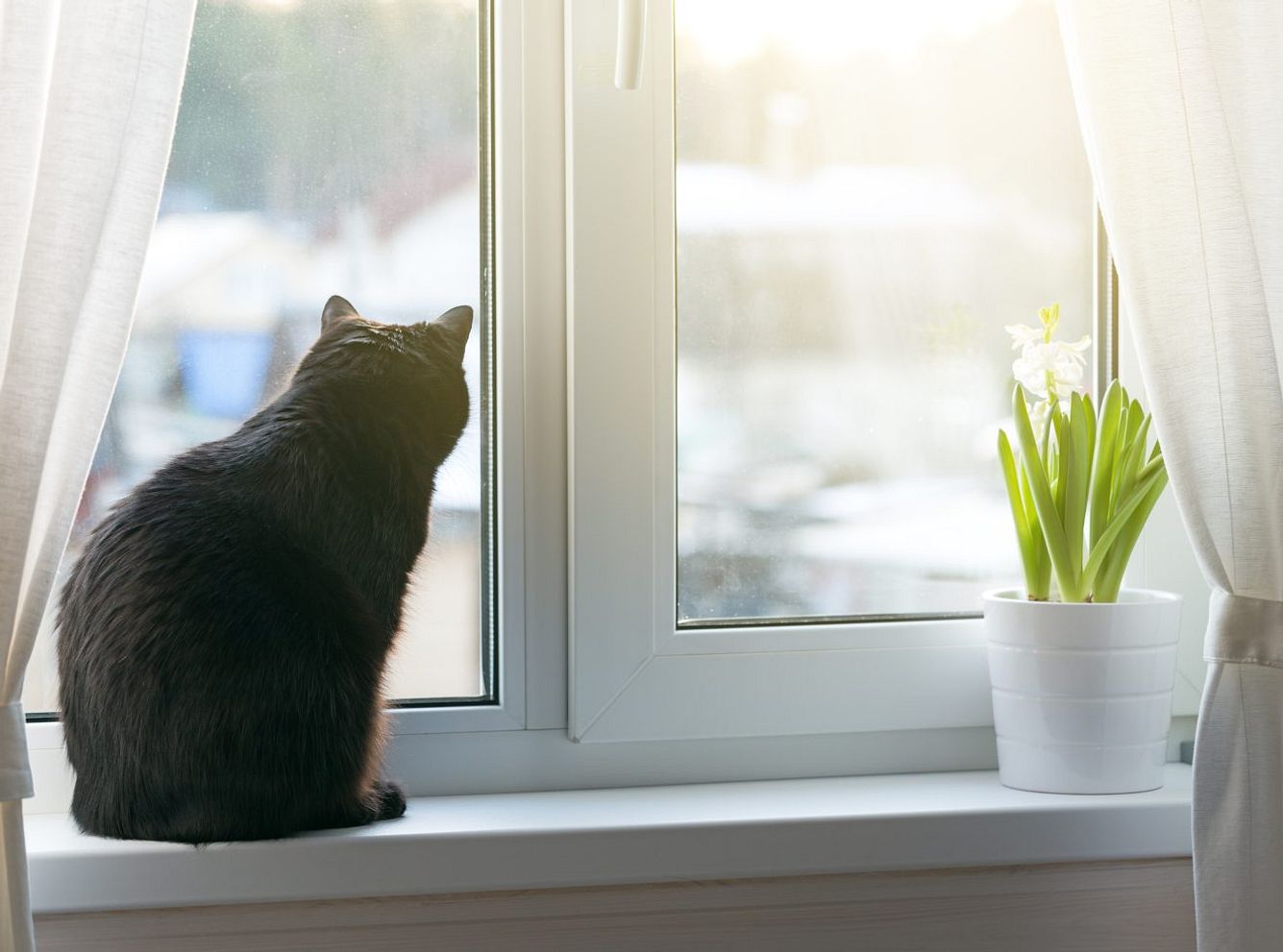 Katze allein Zuhause: Warum du die Fenster immer (!) schließen solltest