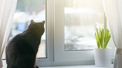 Katze allein Zuhause: Warum du die Fenster immer (!) schließen solltest - Foto: iStock