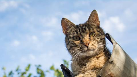 In Hessen musste die Feuerwehr anrücken, weil sie eine Katze aus einer Dachrinne befreien mussten. - Foto: nedomacki/istock