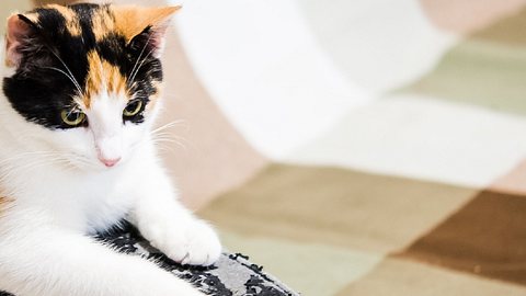 Katzen kratzen gerne Möbeln, um ihr Revier zu markieren. - Foto: Istock/AllNikArt