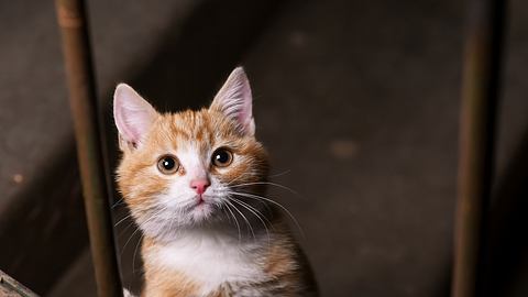 In Bayern konnte eine Katze aus einem Müllsack gerettet werden. - Foto: Kichigin/istock