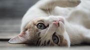 Darum stupst dich deine Katze mit der Nase an. - Foto: quantum40/istock