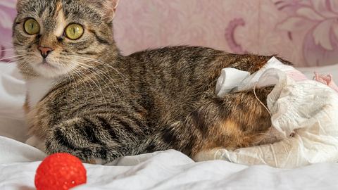 Katze mit Windel soll eingeschläfert werden - Frauchen kämpft dagegen! - Foto: iStock/Olga Ihnatsyeva/Symbolbild