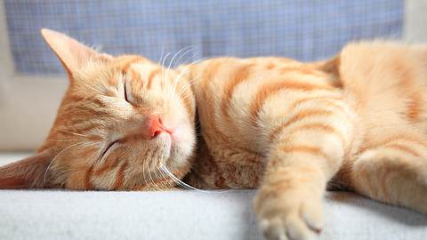 Was sagt die Schlafposition deiner Katze über die Beziehung zum Besitzer aus? - Foto: fatesun/istock