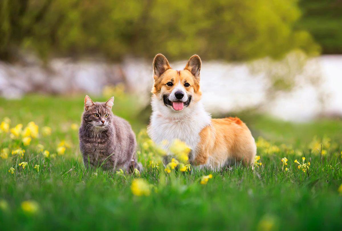 Katze und Hund im Sommer