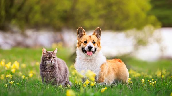 Katze und Hund im Sommer - Foto: iStock/Nataba