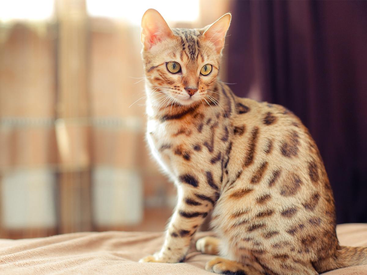 Katzen für Allergiker: 7 Katzenrassen, mit denen du trotz Allergie kuscheln kannst