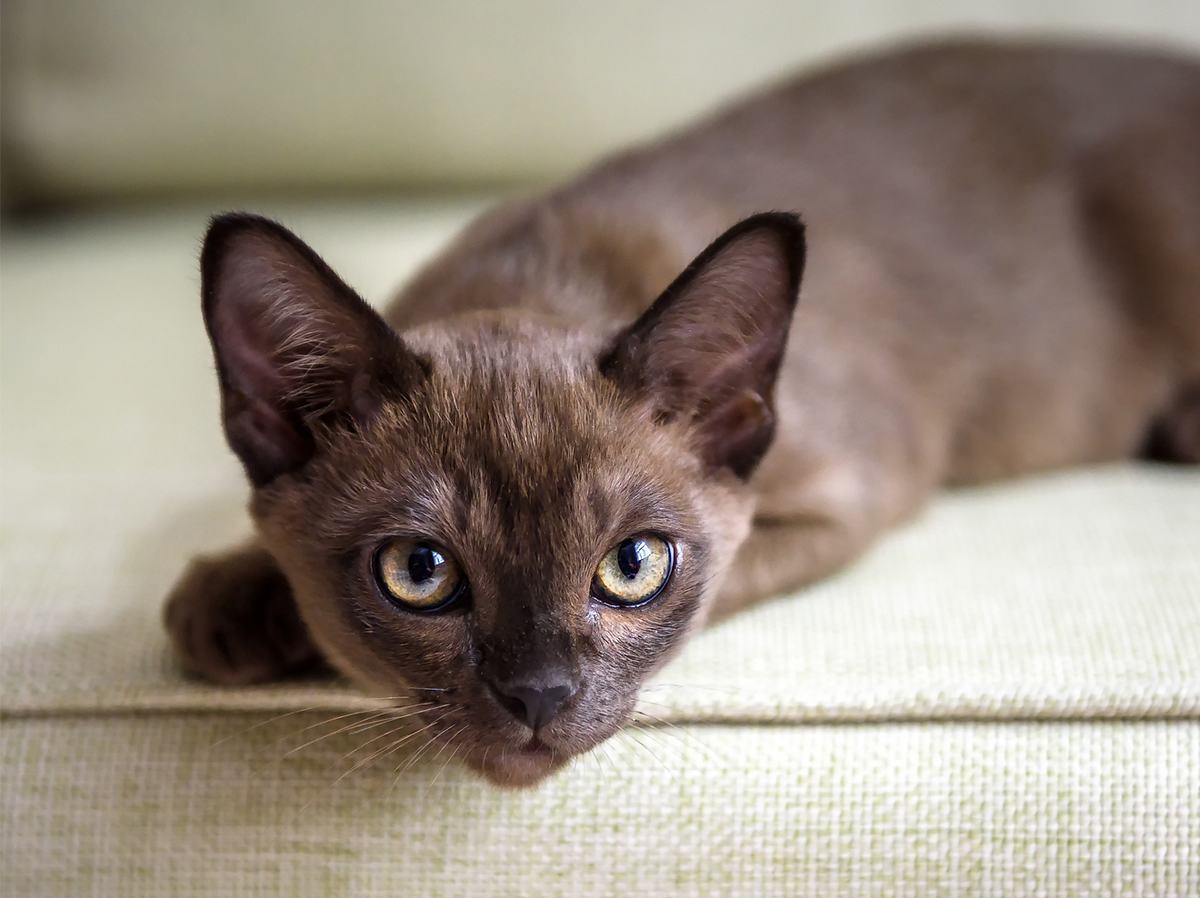 Katzen für Allergiker: 7 Katzenrassen, mit denen du trotz Allergie kuscheln kannst