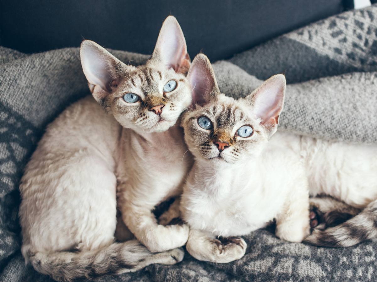 Katzen für Allergiker: 8 Katzenrassen, mit denen du trotz Allergie kuscheln kannst