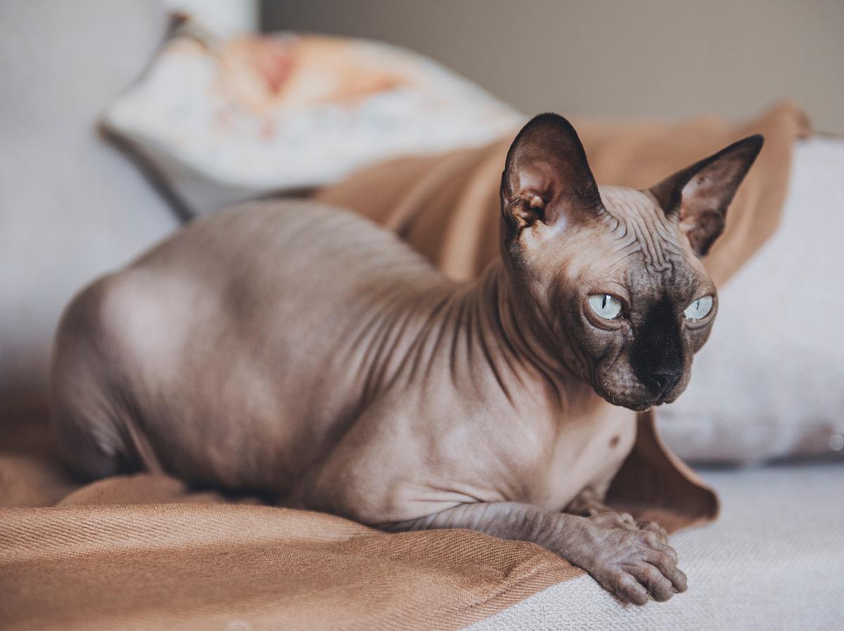 Katzen für Allergiker: 7 Katzenrassen, mit denen du trotz Allergie kuscheln kannst