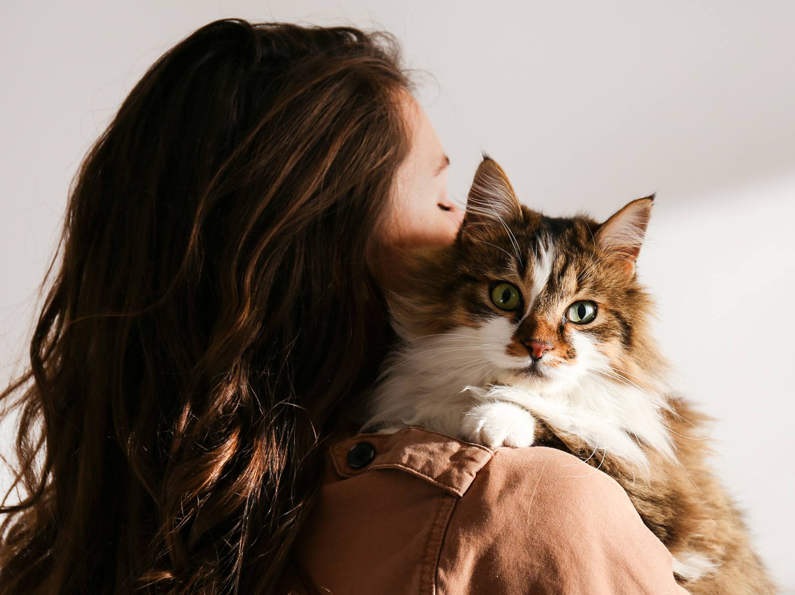 30++ Sprueche kuscheln , 7 Katzen für Allergiker, mit denen du trotz Allergie kuscheln kannst Wunderweib