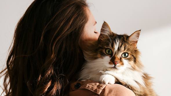 Katzen für Allergiker: 7 Katzenrassen, mit denen du trotz Allergie kuscheln kannst - Foto: undefined undefined/iStock