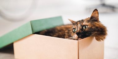 Katzen in Kartons: Deshalb liebt dein Stubentiger enge Boxen - Foto: piranka/iStock