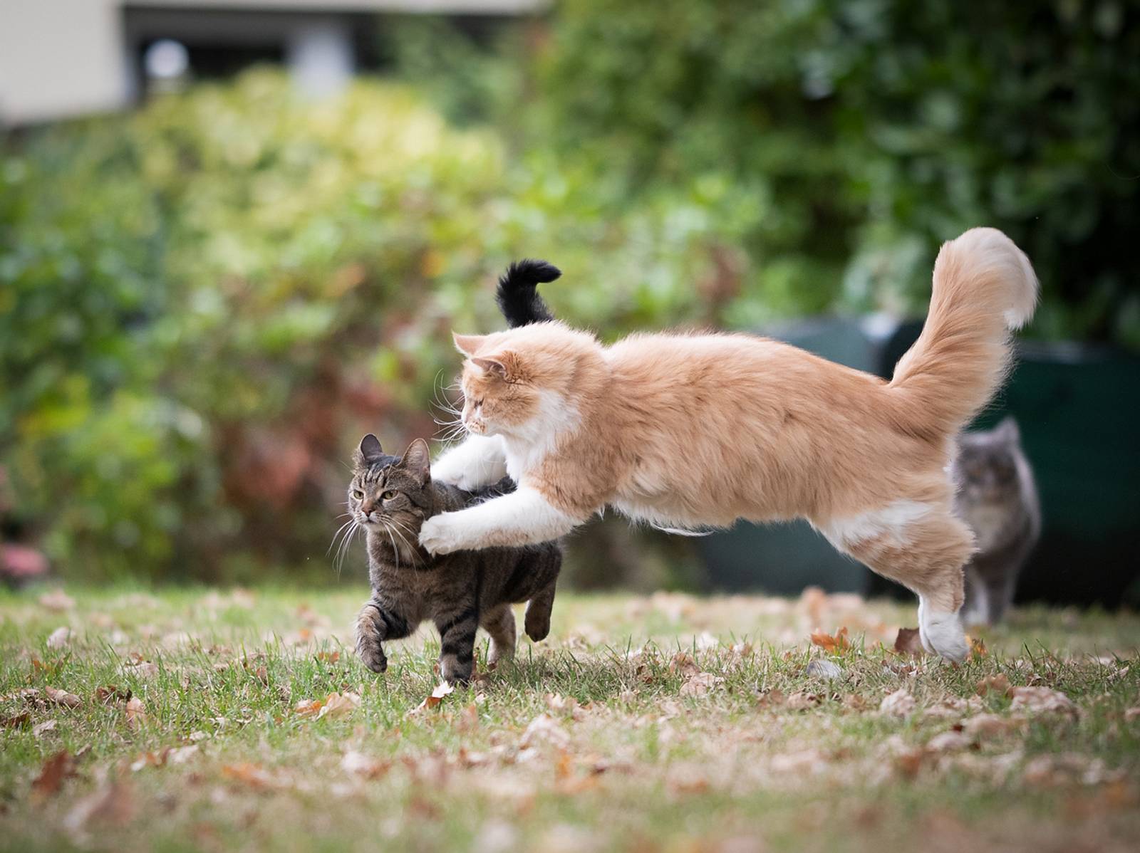 katzen kämpfen beim kennenlernen