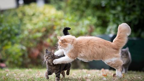 Katzen kämpfen: Wann muss man wirklich einschreiten? - Foto: Nils Jacobi/iStock