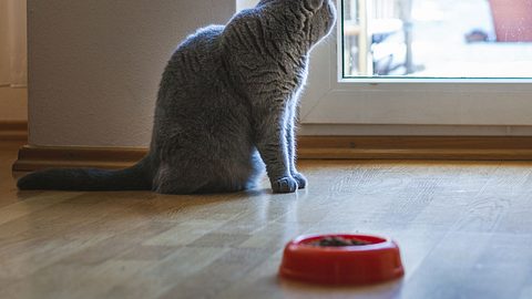 Müssen Katzen bald drinnen bleiben? - Foto: iStock