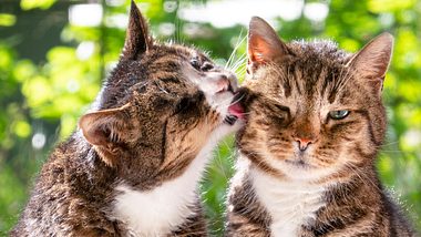 Katzen zusammenführen: So gelingt die tierische Freundschaft - Foto: deepblue4you/iStock