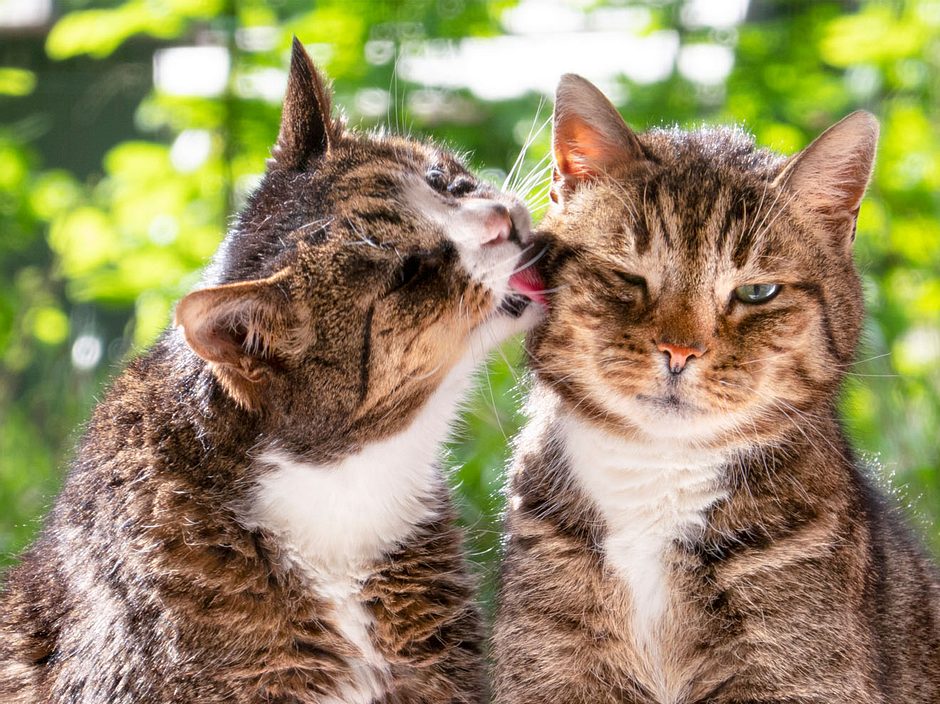 Katzen zusammenführen So gelingt die tierische Freundschaft Wunderweib