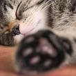 Katzenbaby mit Menschen-Gesicht geboren! - Foto: iStock/CHochhal