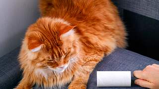 Katzenhaare entfernen: Mit diesen genialen Tricks wirst du sie schnell los! - Foto: Ekaterina79/iStock