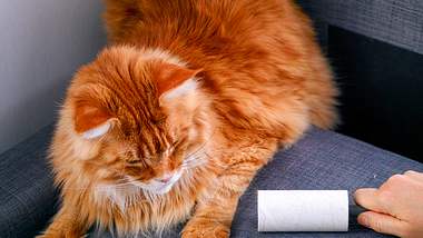 Katzenhaare entfernen: Mit diesen genialen Tricks wirst du sie schnell los! - Foto: Ekaterina79/iStock