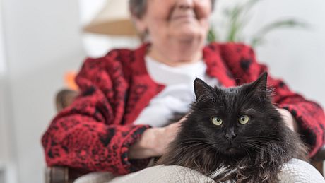 Katzenjahre in Menschenjahre umrechnen: so alt ist dein Stubentiger wirklich - Foto: thodonal/iStock