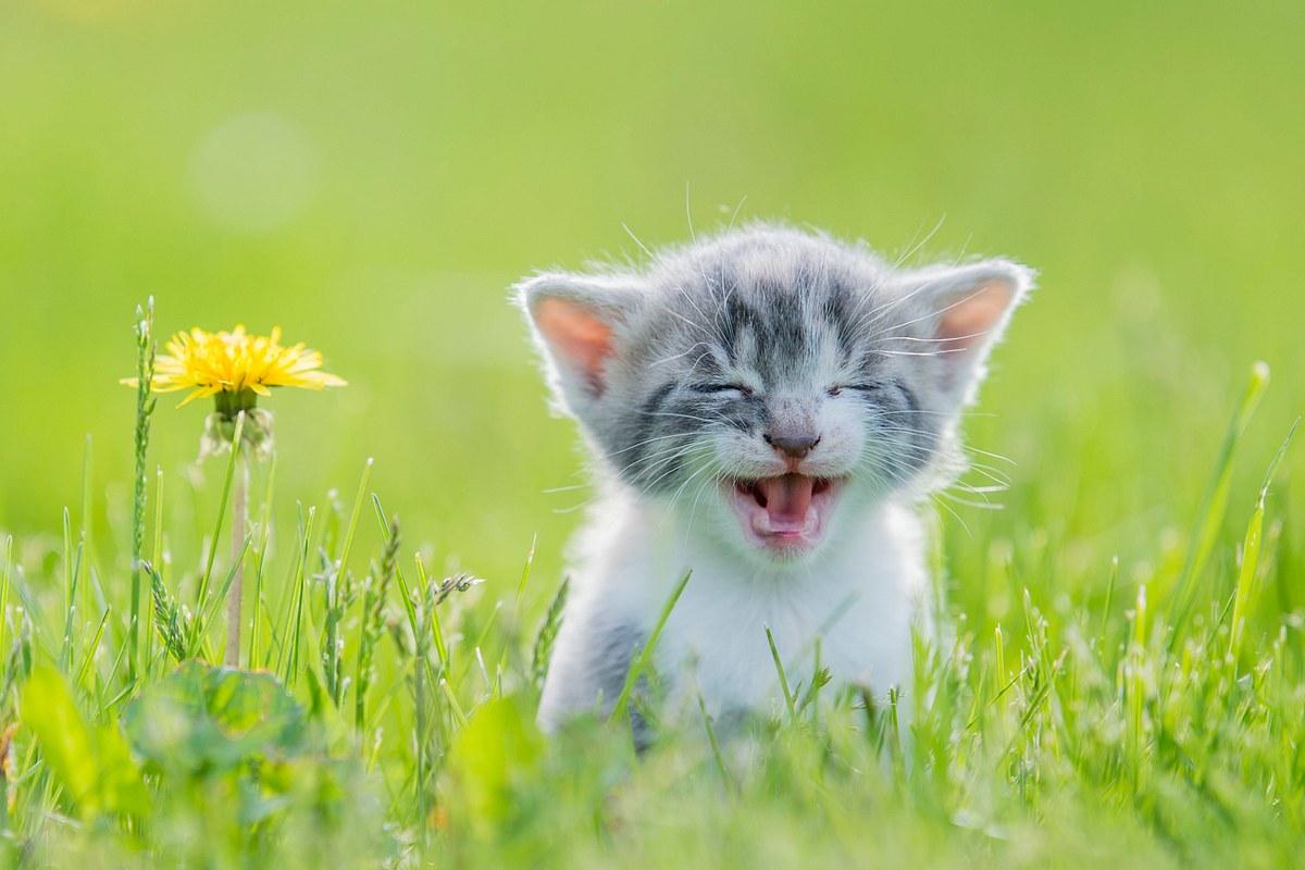 Katzenkörpersprache: was die Stellung ihrer Ohren über deine Katze verrät